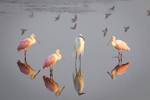 Roseate spoonbills and a great egret congregate in still marsh waters. Art Print
